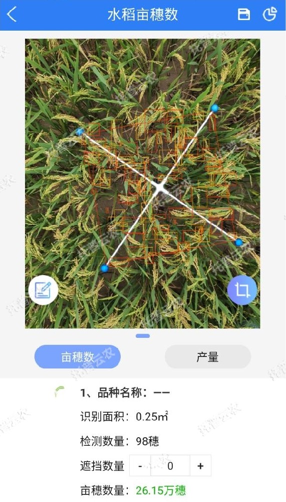 水稻測產(chǎn)，要用精準(zhǔn)高效又便捷的畝穗數(shù)測量系統(tǒng)