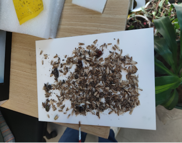 一鍵拍照、智能識別，田間蟲害調(diào)查有了“好幫手”！