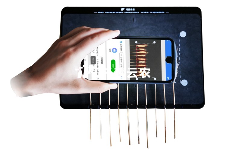 麥穗形態(tài)測量儀