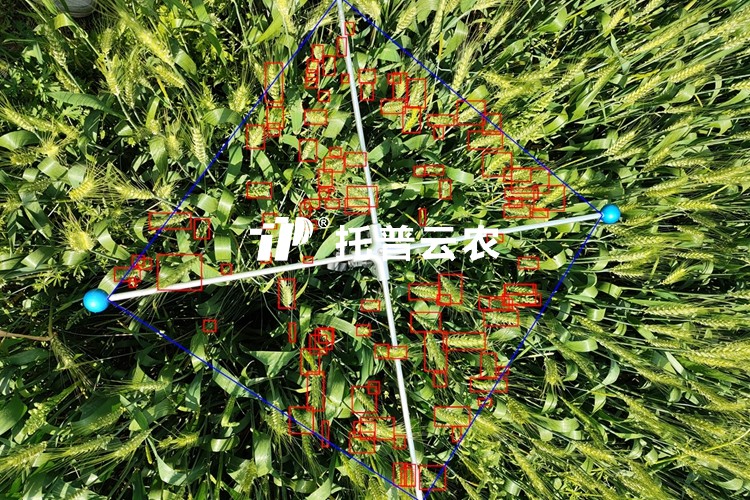 小麥畝穗數(shù)測量系統(tǒng)